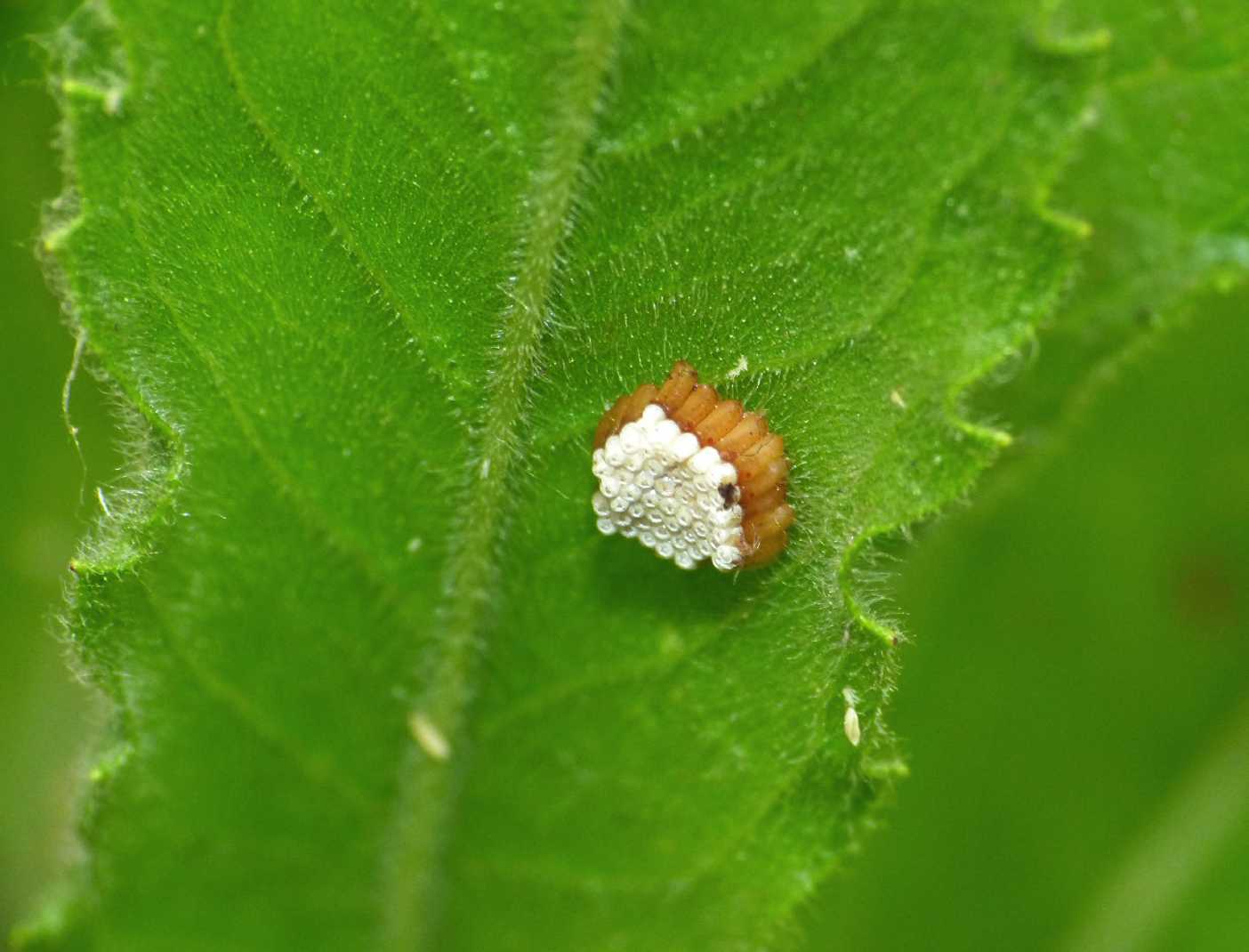 Reduviidae: Rhynocoris iracundus su Inula viscosa